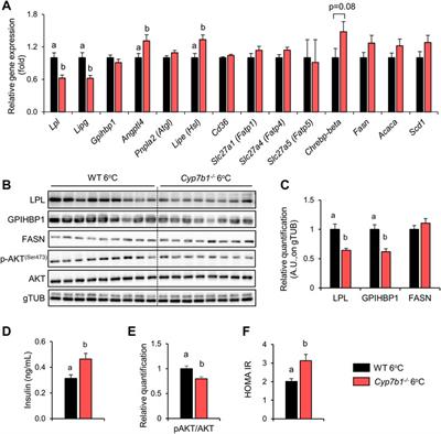 Cold-Induced Lipoprotein Clearance in Cyp7b1-Deficient Mice